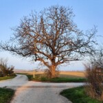 Großer, kahler Baum an einer Wegkreuzung am Dorfrand bei klarem Himmel.