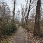 Weg mit Laub bedeckt, flankiert von kahlen Bäumen an einem grauen Herbsttag.